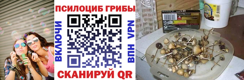 Галлюциногенные грибы Cubensis гидра Сенгилей